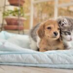 【フランス】動物愛護の法改正　24年からペット店で犬猫の販売禁止