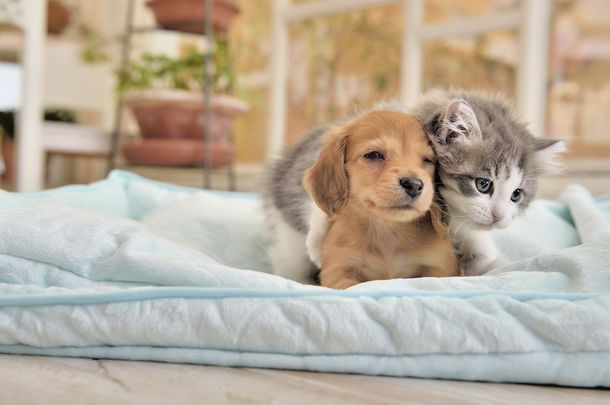 【フランス】動物愛護の法改正　24年からペット店で犬猫の販売禁止