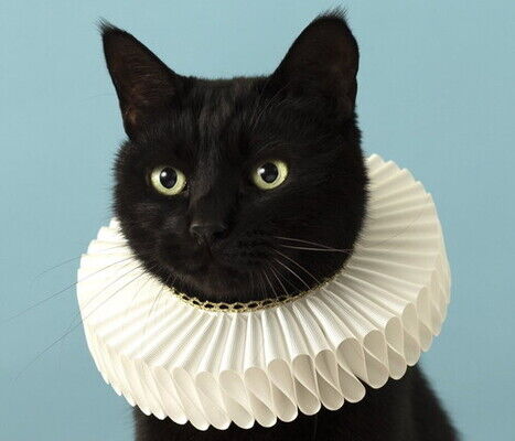 黒猫ならではの美しさ！モノトーン・エリザベス