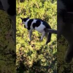 【動画】完全に詰んだ猫、発見されるｗｗｗｗｗｗｗｗｗ