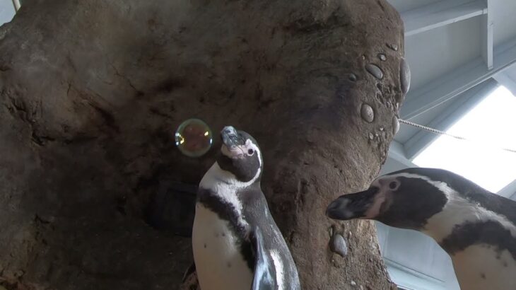 ペンギンの大好物は、何とシャボン玉！