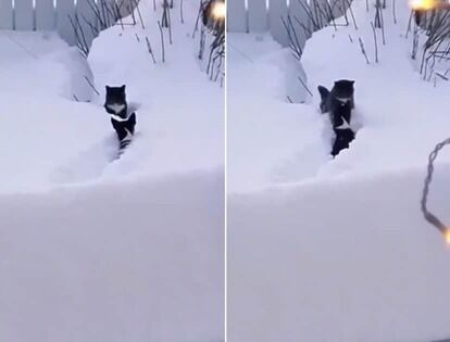 【ジェントルわん】犬かきで雪中から猫を救い出す
