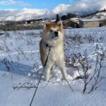 【秋田犬】雪、大好き、ワンだふる！