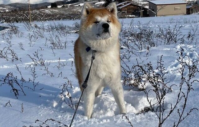 【秋田犬】雪、大好き、ワンだふる！