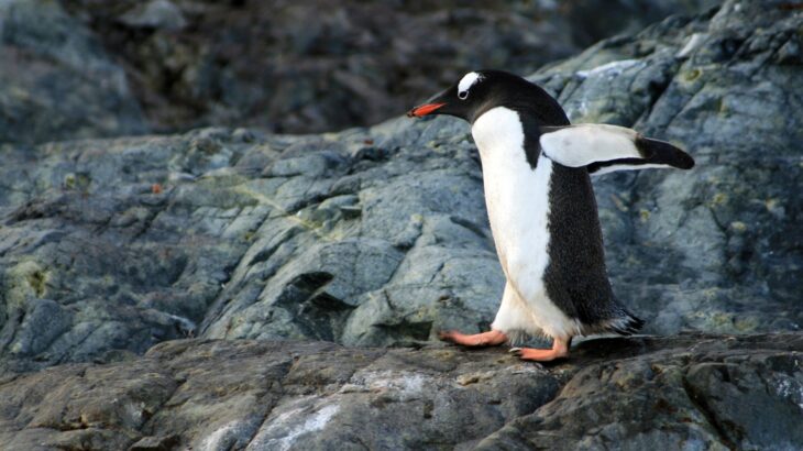 【動画】イキったペンギンさん、氷が割れて家族と離れ離れになってしまう…