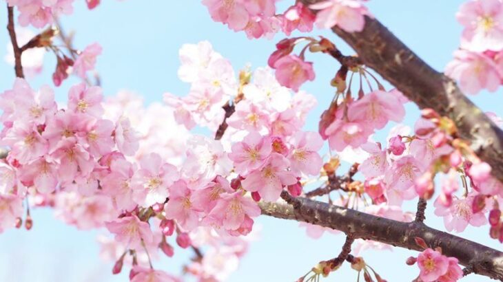 【画像】いい天気だから桜みにきたら