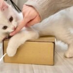 「これ、ぼくんのだ！」届いたダンボール箱に抱きつく子猫 