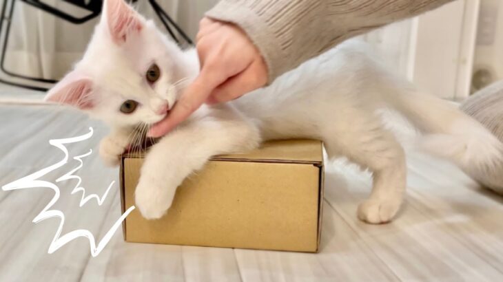 「これ、ぼくんのだ！」届いたダンボール箱に抱きつく子猫 