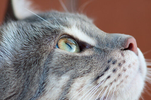 【朗報】猫アレルギーの人でも大丈夫　アレルギーフリー・ネコがもうすぐ誕生