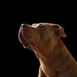 【速報】大型犬ピットブルが動物病院から逃走　体重40キロ以上　市川、行方を捜索中