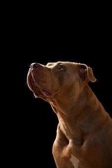 【速報】大型犬ピットブルが動物病院から逃走　体重40キロ以上　市川、行方を捜索中