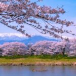  宮城県・白石川堤一目千本桜と呼ばれる1200本の桜のトンネル夏の陽気、一気に満開！