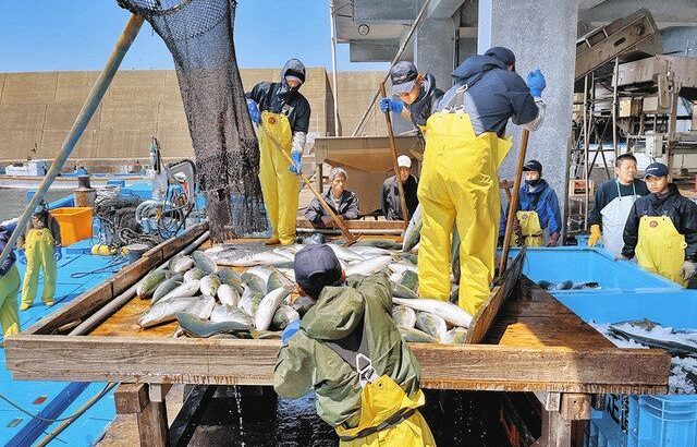 【2日間で9000匹！】福井でブリ大漁　漁師らはうれしい悲鳴