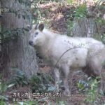 【話題】まさか神の使いか⁉真っ白なカモシカが日本で発見されたってマジ⁉