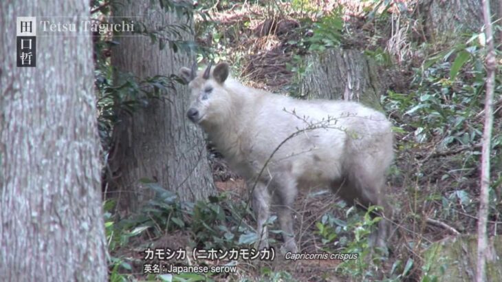 【話題】まさか神の使いか⁉真っ白なカモシカが日本で発見されたってマジ⁉