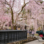 秋田県仙北市といえば！武家屋敷の桜