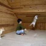 屋根裏で子供と猫が行う謎の儀式！