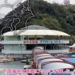 天然の入り江でイルカが泳ぐ「下田海中水族館」