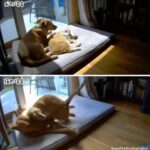 犬と猫の添い寝をしたい時の行動の違い！