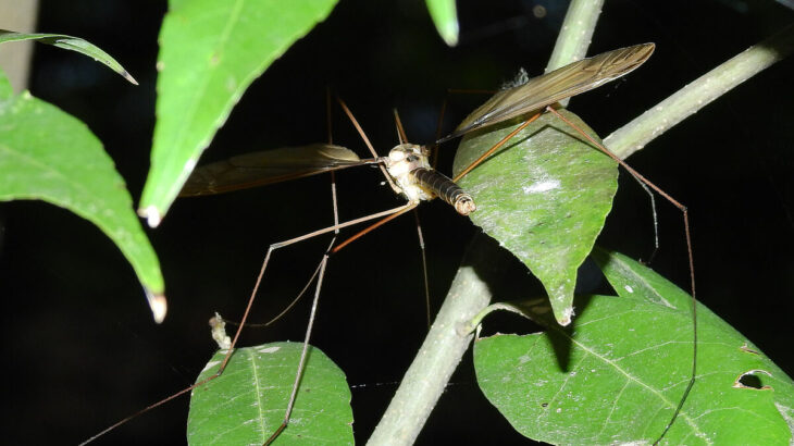 【画像】こちらが世界一デカい”蚊”です。ご査収ください。