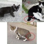 長崎市の猫はほとんど尻尾が曲がっている
