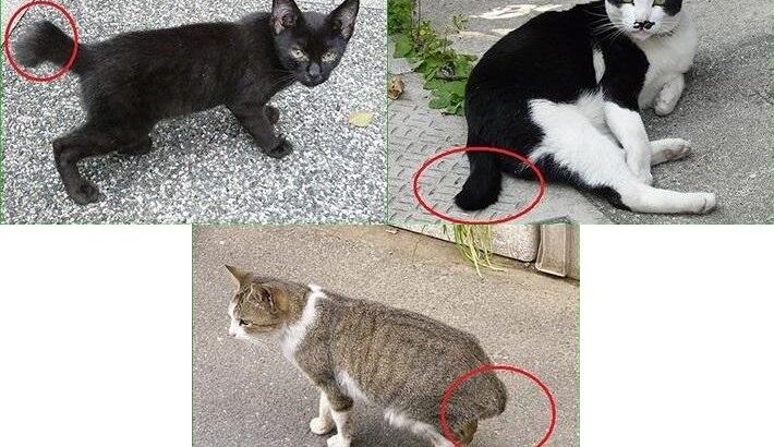 長崎市の猫はほとんど尻尾が曲がっている