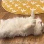 「前脚どうした？キョンシーなの？」　飼い主戸惑うキョンシーポーズで眠る猫 