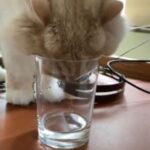 ニャンコ猫用のお水より、グラスの水が好き！