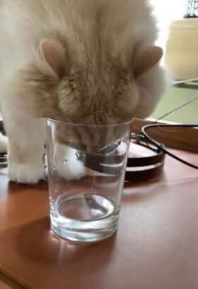 ニャンコ猫用のお水より、グラスの水が好き！