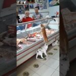 トルコでは、肉屋の店員が猫に肉をあげたくて順番待ち 
