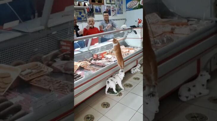 トルコでは、肉屋の店員が猫に肉をあげたくて順番待ち 