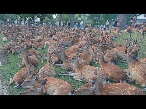 【仰天】なんだこの光景は⁉奈良で大量の鹿が⁉