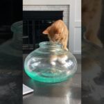 溶けて流れる。猫の液体化を詳しく観察ができる動画 