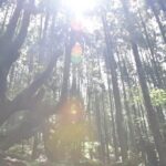 岐阜・関市『森の巨人「株杉の森」』の魅力