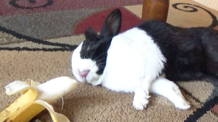 寝ていたウサギがバナナに気が付いた時の反応がピク～ン！ 