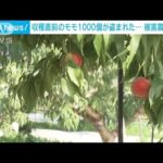 【衝撃】これはヒドイ・・・福島県でモモ1000個が盗難された⁉