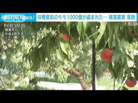 【衝撃】これはヒドイ・・・福島県でモモ1000個が盗難された⁉