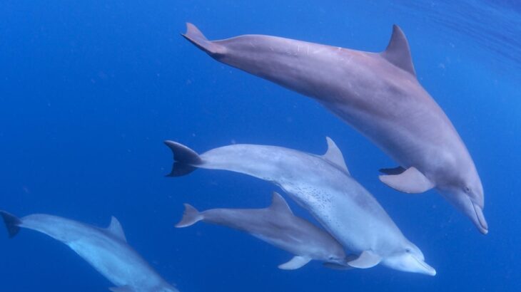 「イルカ見たら陸へ上がって」福井県警