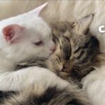 抱き合いながら眠る猫に飼い主もニッコリ 