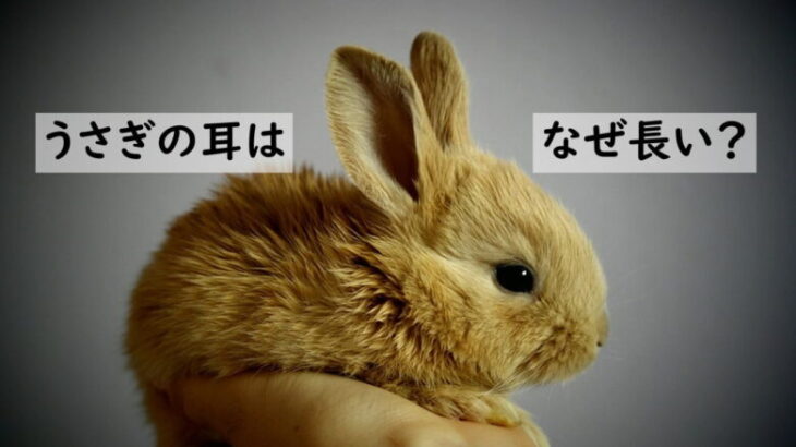 ウサギの耳が長くて大きい理由＆働き
