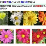 日本でいちばん生産されている切り花は？