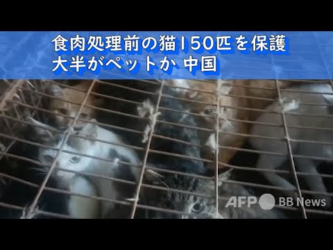 【中国】150匹の猫、食肉処理前に保護される！…大半がペットか