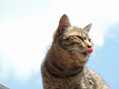 【画像】猫舌には危険なトラップ！？ホットドリンクの飲み口に共感集まる