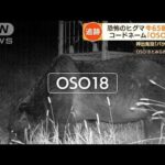 【悲報】牛65頭殺傷の最凶ヒグマ「OSO18」、動物愛護団体のおかげで助かりそう