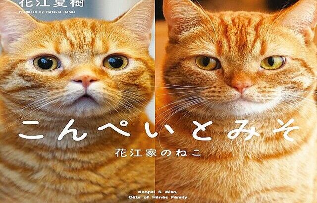 人気声優・花江夏樹が撮影を手掛けた初の猫写真集『こんぺいとみそ』が11月17日発売！