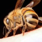 【米】20代男性　木の伐採中にハチに襲われ2万か所刺され30匹を飲み込んでこん睡状態に