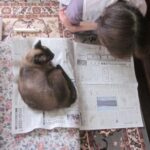 （笑）新聞を読むのを邪魔する猫　父親が『仕返し』をすると？