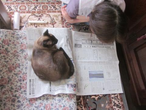 （笑）新聞を読むのを邪魔する猫　父親が『仕返し』をすると？