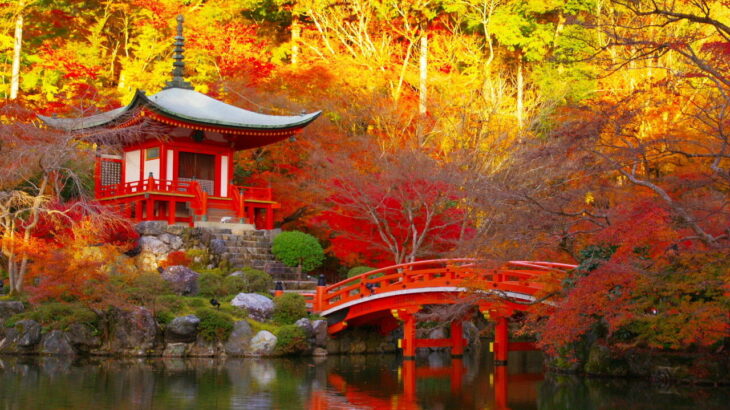 京の都の紅葉観光「朝が格別」、混雑を避け「平安貴族のように」