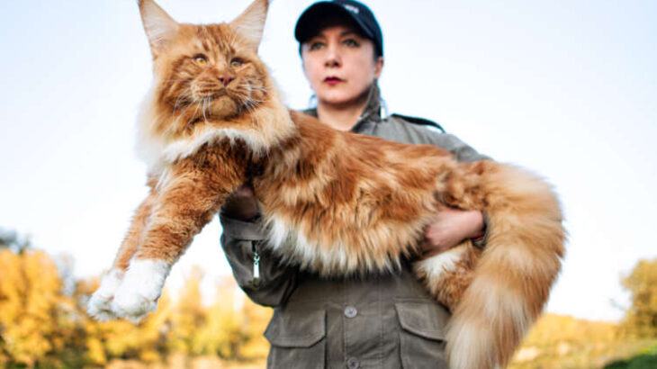 【画像】このぐらい大きな猫を飼いたい